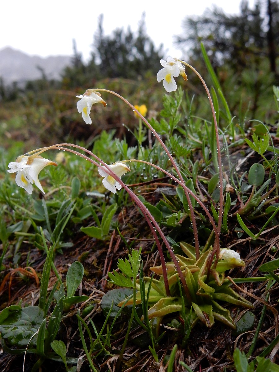 Pinguicula antarctica – Giardino Carnivoro